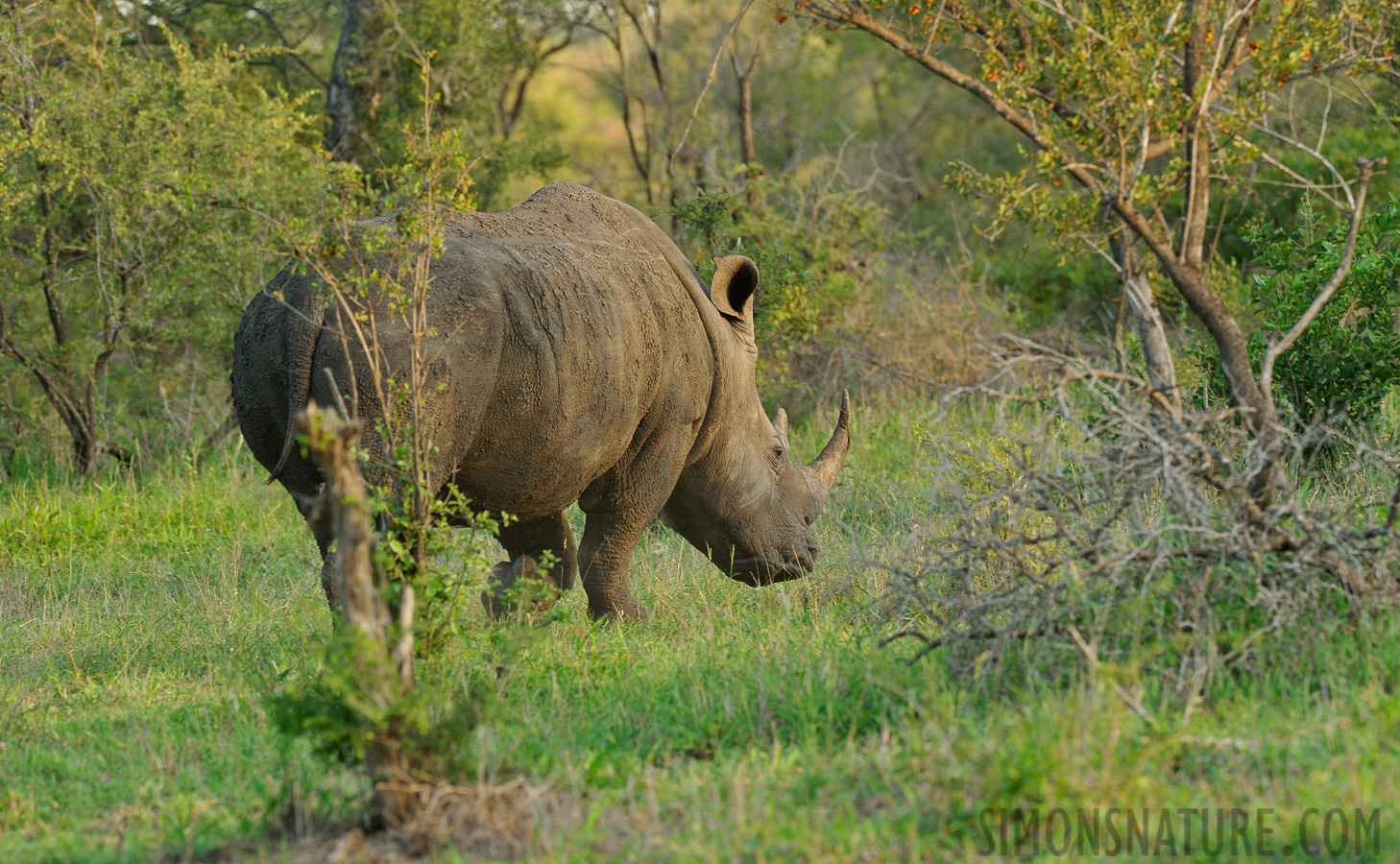 Ceratotherium simum simum [380 mm, 1/200 Sek. bei f / 8.0, ISO 1600]